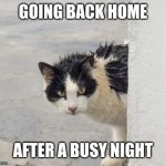 The Cat is back | GOING BACK HOME; AFTER A BUSY NIGHT | image tagged in cat,funny cats,home | made w/ Imgflip meme maker