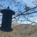 Ambitious Squirrel