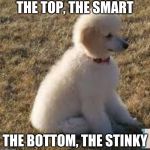 the chancy meme | THE TOP, THE SMART; THE BOTTOM, THE STINKY | image tagged in the chancy meme | made w/ Imgflip meme maker