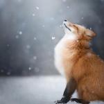 worshipping fox