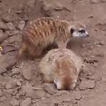 Meerkat sticking face in ground