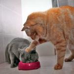 Cat shoving kitten into bowl