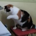 Angry cat GIF Template