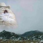 West Virginia Cat meme