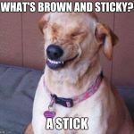 funny dog | WHAT'S BROWN AND STICKY? A STICK | image tagged in funny dog | made w/ Imgflip meme maker