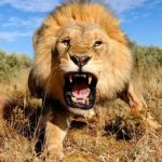 lion | BAD RANDOM LIFE TIP #52:; VISITING THE WILDS OF AFRICA? GO AHEAD AND PET THE BIG, PRETTY KITTIES. THEY LOVE AFFECTION. | image tagged in lion | made w/ Imgflip meme maker