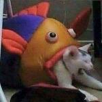Cat being swallowed by fish meme