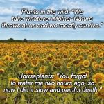 Machenbach sunflower fields | Plants in the wild: "We take whatever Mother Nature throws at us and we mostly survive."; Houseplants: "You forgot to water me two hours ago, so now I die a slow and painful death." | image tagged in machenbach sunflower fields | made w/ Imgflip meme maker