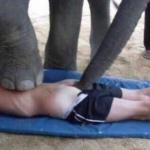 Raped by an elephant