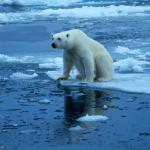Global warming polar bear