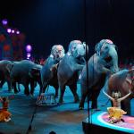 Elephant parade at the circus