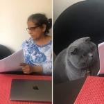 Woman showing paper to cat
