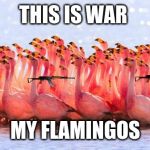 Flamingos | THIS IS WAR; MY FLAMINGOS | image tagged in flamingos | made w/ Imgflip meme maker