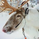 Reindeer Telemarketer