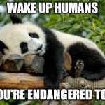 sleeping panda | WAKE UP HUMANS; YOU'RE ENDANGERED TOO | image tagged in sleeping panda | made w/ Imgflip meme maker