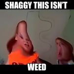 SHAGGY THIS ISN’T; WEED | image tagged in memes | made w/ Imgflip meme maker