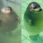 Fat seals