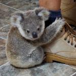 Baby Koala Clings to Leg