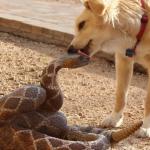 Dog licking snake