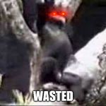 Monkey Fall | WASTED | image tagged in monkey fall | made w/ Imgflip meme maker