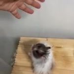 template GIF Template