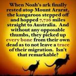 noah kangaroo