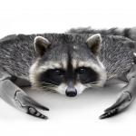 crab raccoon