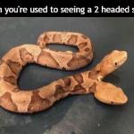 Used To 2 Headed Snakes