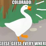 hjonk hjonk am goose | COLORADO:; GEESE, GEESE EVERY WHERE | image tagged in hjonk hjonk am goose | made w/ Imgflip meme maker