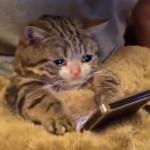 Sad cat watching video