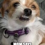 Snarky dog | THAT FACE WHEN; MOM SAYS "NO MORE SOCKS!" | image tagged in snarky dog | made w/ Imgflip meme maker