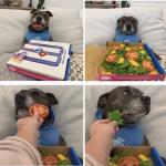 dog doesn't want pizza
