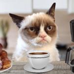 grumpy cat cafe meme