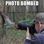 Jehovas Witness Squirrel | PHOTO BOMBED | image tagged in memes,jehovas witness squirrel | made w/ Imgflip meme maker