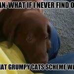 Happy Dog | MAN, WHAT IF I NEVER FIND OUT; WHAT GRUMPY CATS SCHEME WAS? | image tagged in happy dog | made w/ Imgflip meme maker