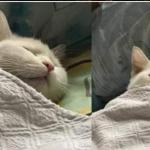 TWO CATS SLEEPING BLANKET meme