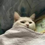 CAT SLEEPING BLANKET
