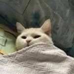 CAT SLEEPING BLANKET LEFT