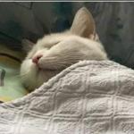 CAT SLEEPING LEFT2