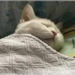 CAT SLEEPING BLANKET R