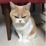 ANGRY FULL CAT