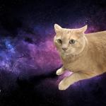 Fat Space Cat
