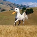 Duck Horse