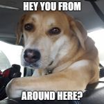 Meme Doggo | HEY YOU FROM; AROUND HERE? | image tagged in meme doggo | made w/ Imgflip meme maker