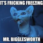 Mr. Bigglesworth cold | IT'S FRICKING FREEZING, MR. BIGGLESWORTH | image tagged in mr bigglesworth cold | made w/ Imgflip meme maker