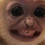 Smiling Monkey