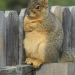 Defiant Squirrel