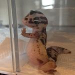 Photogenic Lizard  | I FEEL CUTE; BUT GOT BIG BELLY | image tagged in photogenic lizard | made w/ Imgflip meme maker