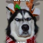 annoyed dog | LET ME IN; NOW | image tagged in annoyed dog | made w/ Imgflip meme maker