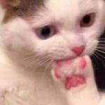 cat eating paw